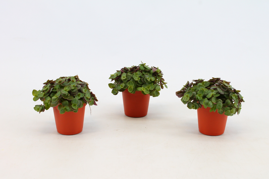 Planta naturala H10cm Callisia 'Turtle' PS5/ in pamant