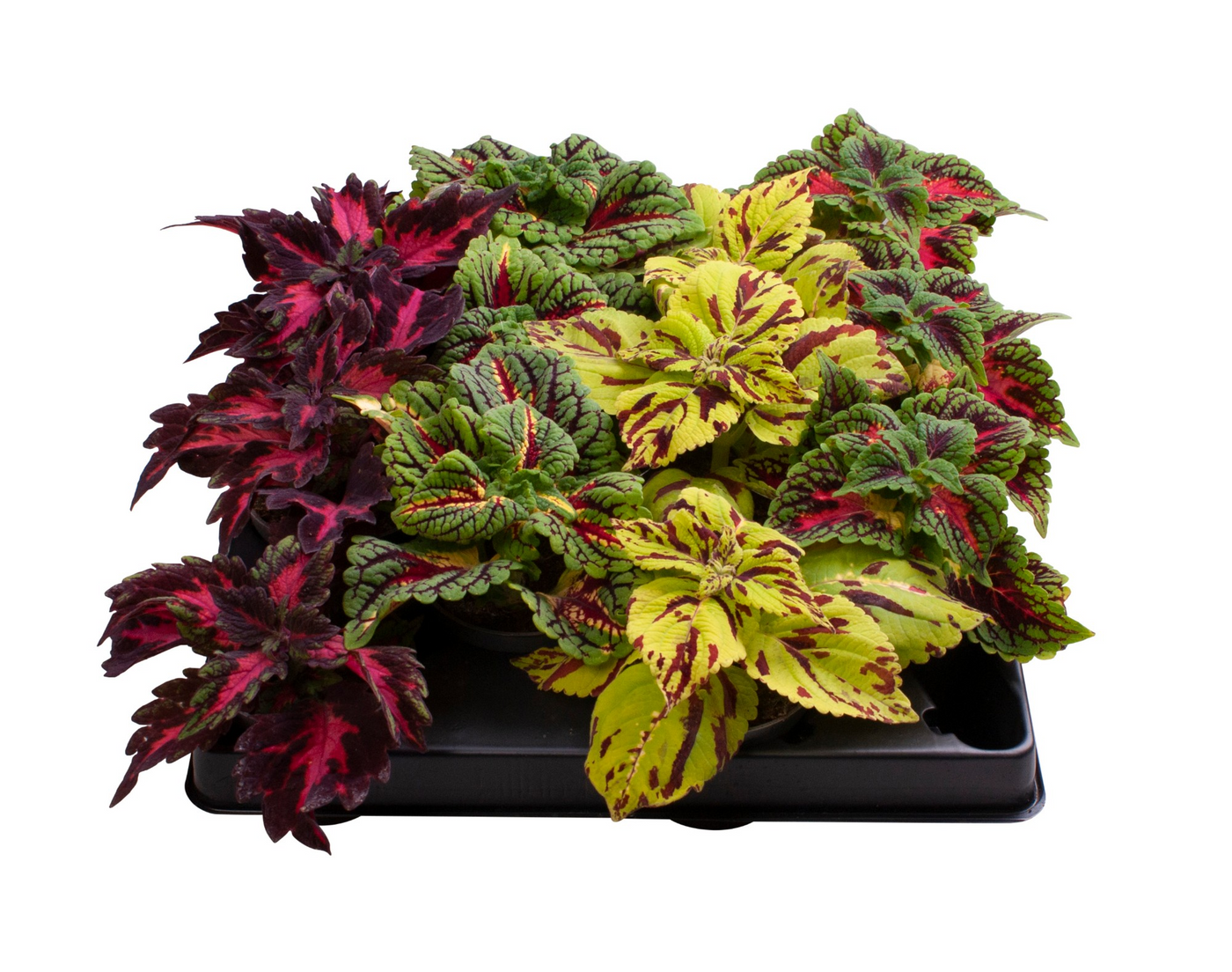 Planta naturala H10cm Coleus Mix PS6/ in pamant