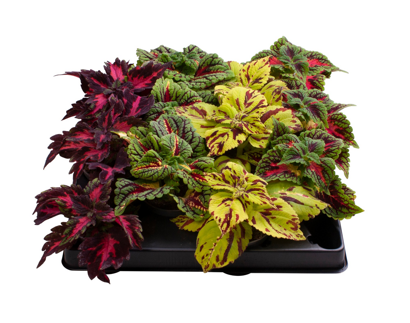 Planta naturala H10cm Coleus mix PS6/ in pamant