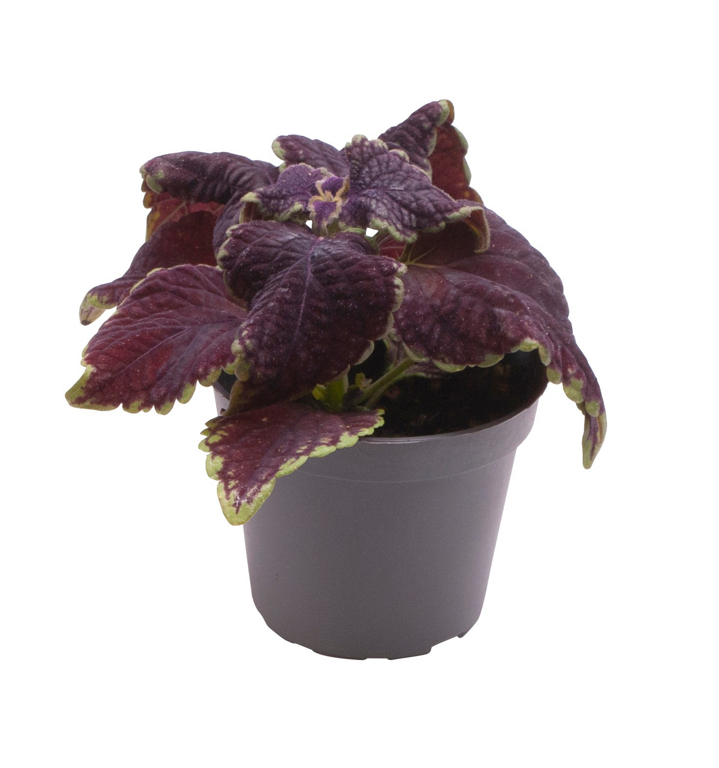 Planta naturala H10cm Coleus MS Abbey Road PS6/ in pamant