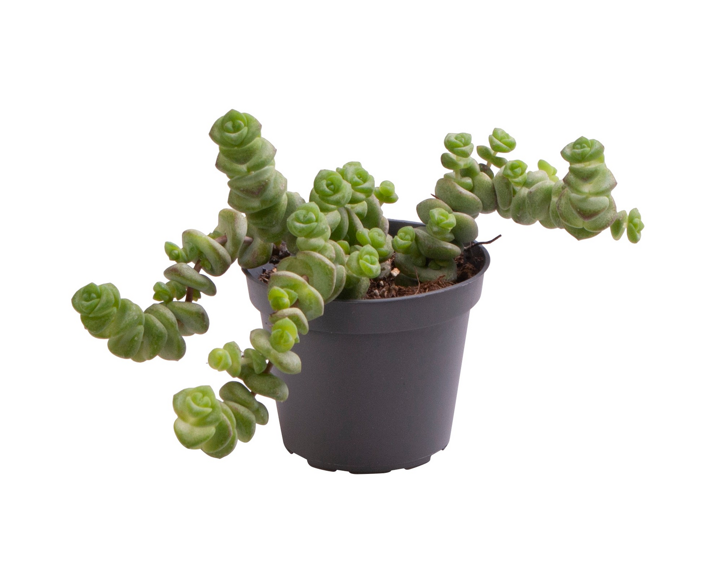 Planta naturala H10cm Crassula Hottentot PS6/ in pamant