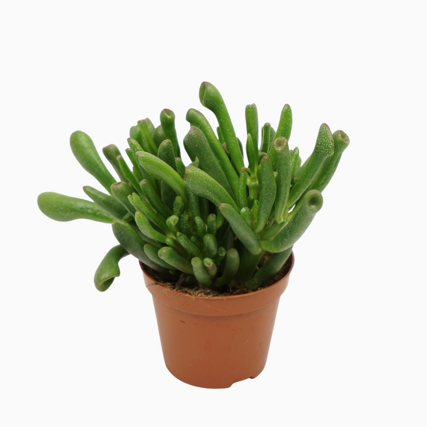 Planta naturala H10cm Crassula ovata 'Gollum' PS8/ in pamant