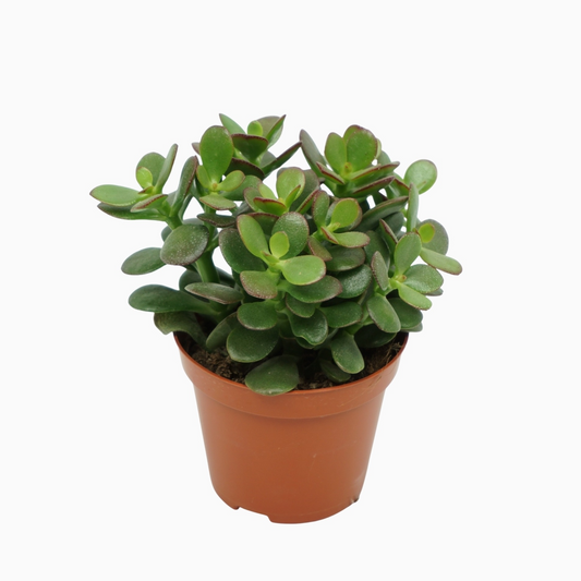 Planta naturala H10cm Crassula ovata 'Minor' PS8/ in pamant