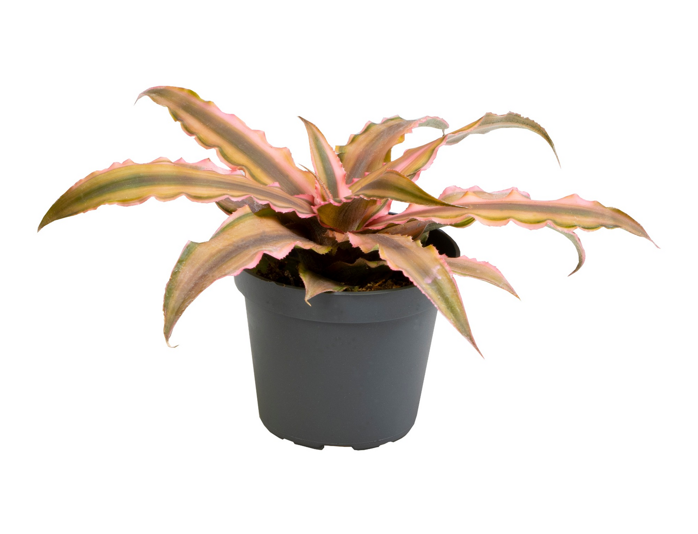 Planta naturala H10cm Cryptanthus Pink Star PS6/ in pamant