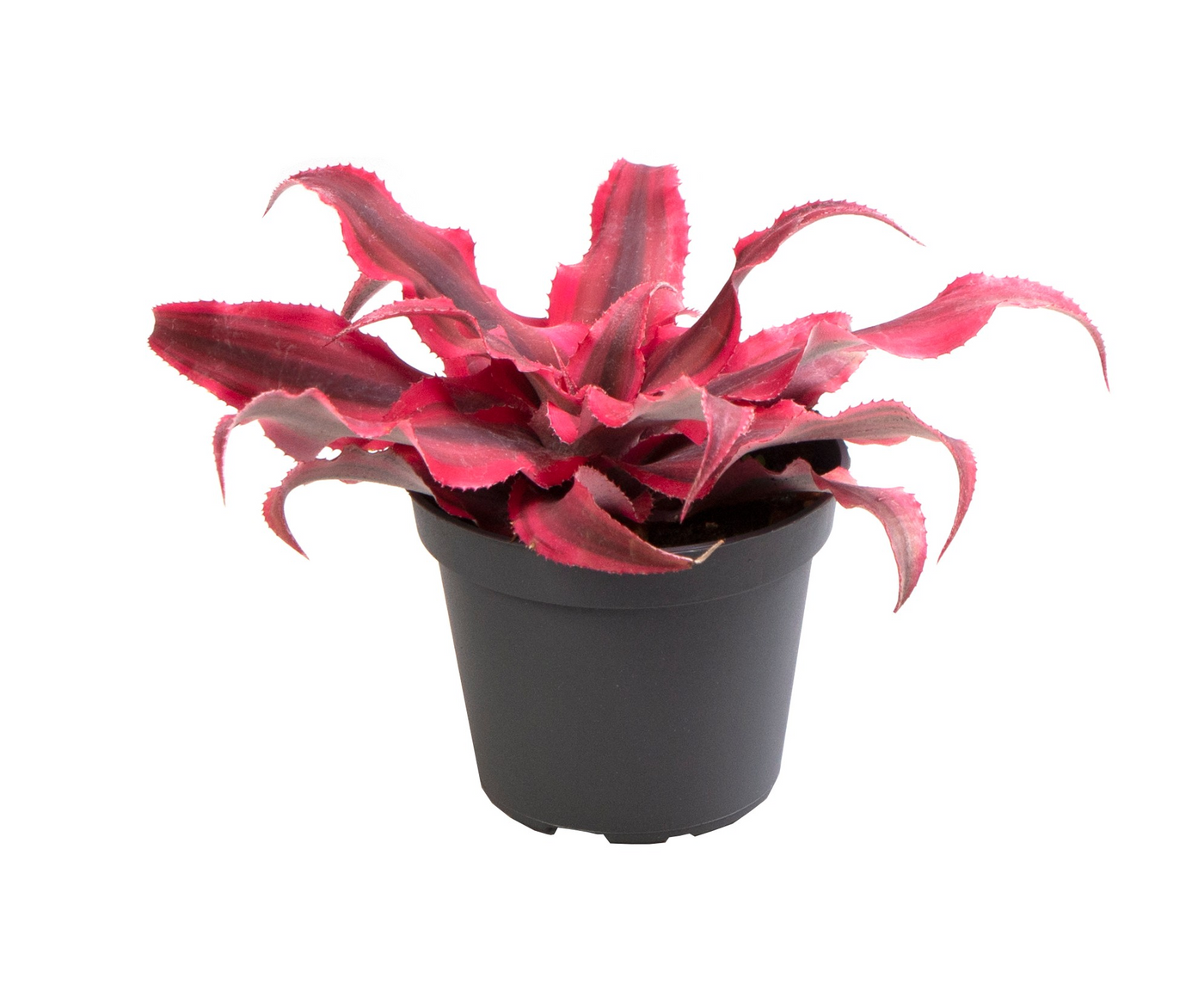 Planta naturala H10cm Cryptanthus Super Pink PS6/ in pamant