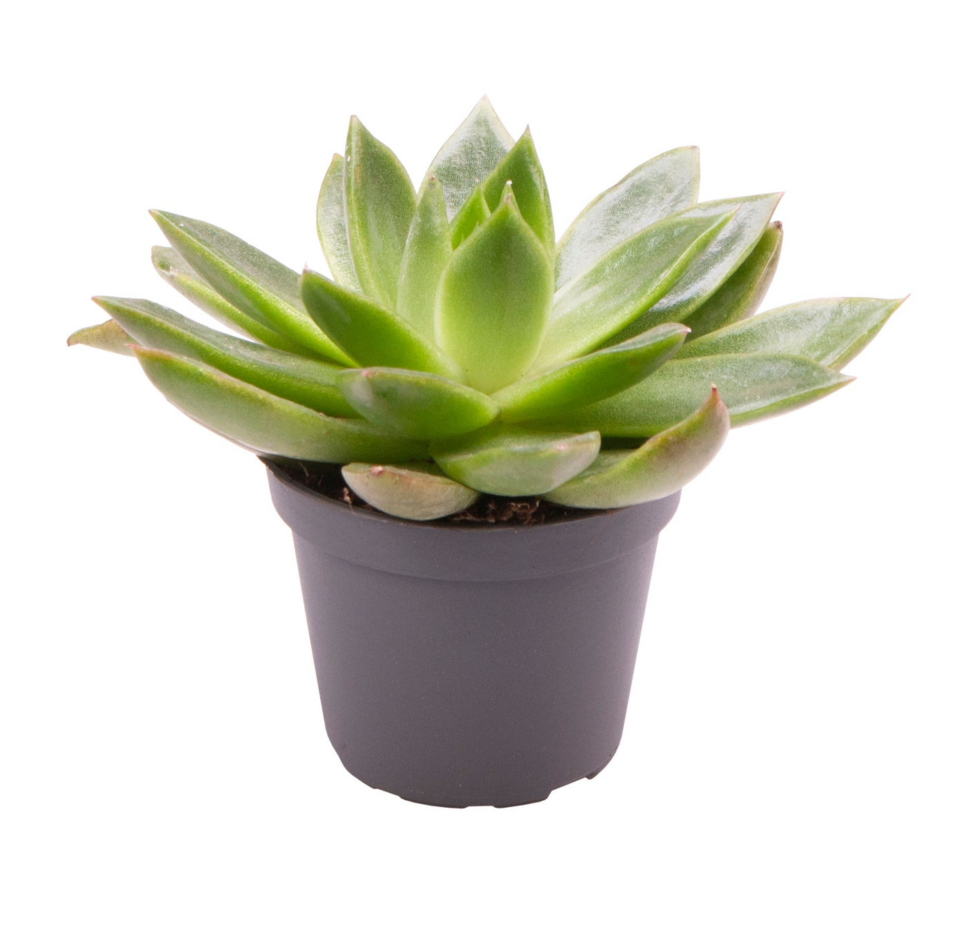 Planta naturala H10cm Echeveria agavoides 'Ebony' PS6/ in pamant