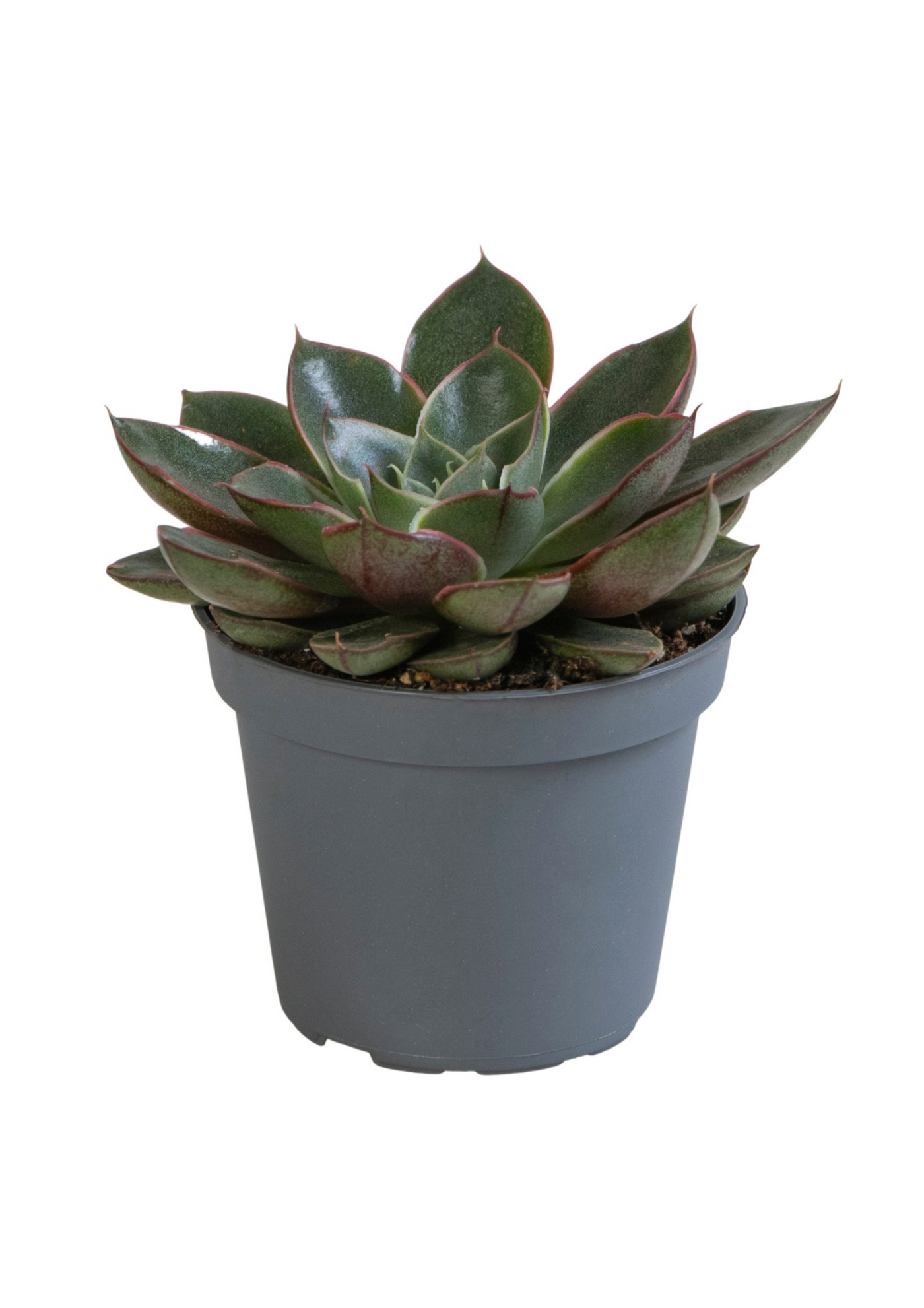 Planta naturala H10cm Echeveria Alita PS6/ in pamant