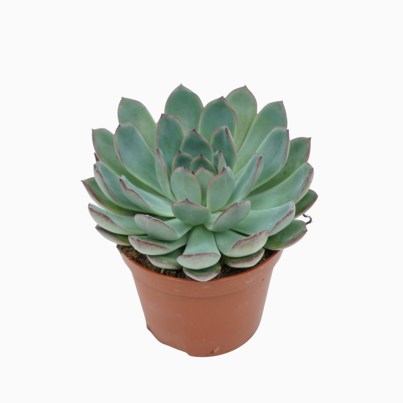 Planta naturala H10cm Echeveria 'Apus' PS8/ in pamant