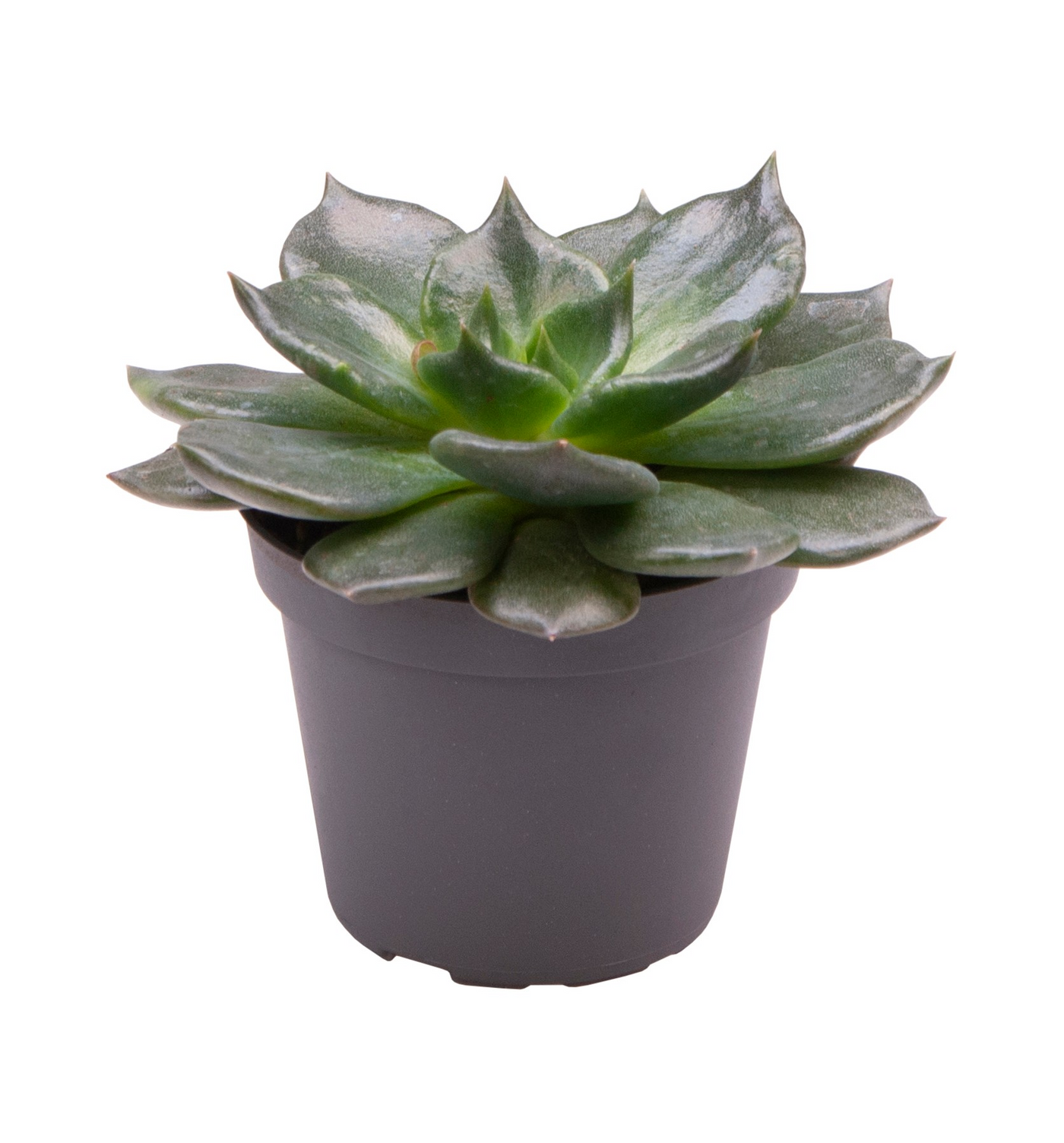 Planta naturala H10cm Echeveria 'Black Prince' PS6/ in pamant