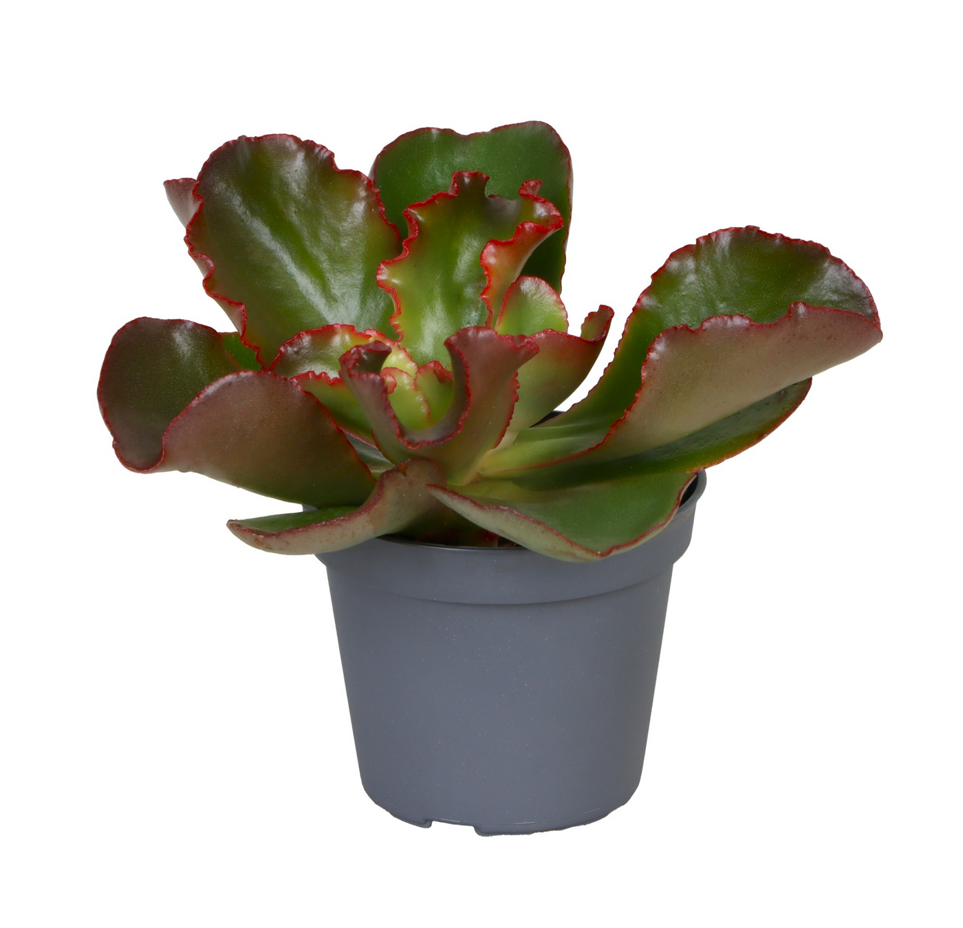 Planta naturala H10cm Echeveria Curly Red PS6/ in pamant