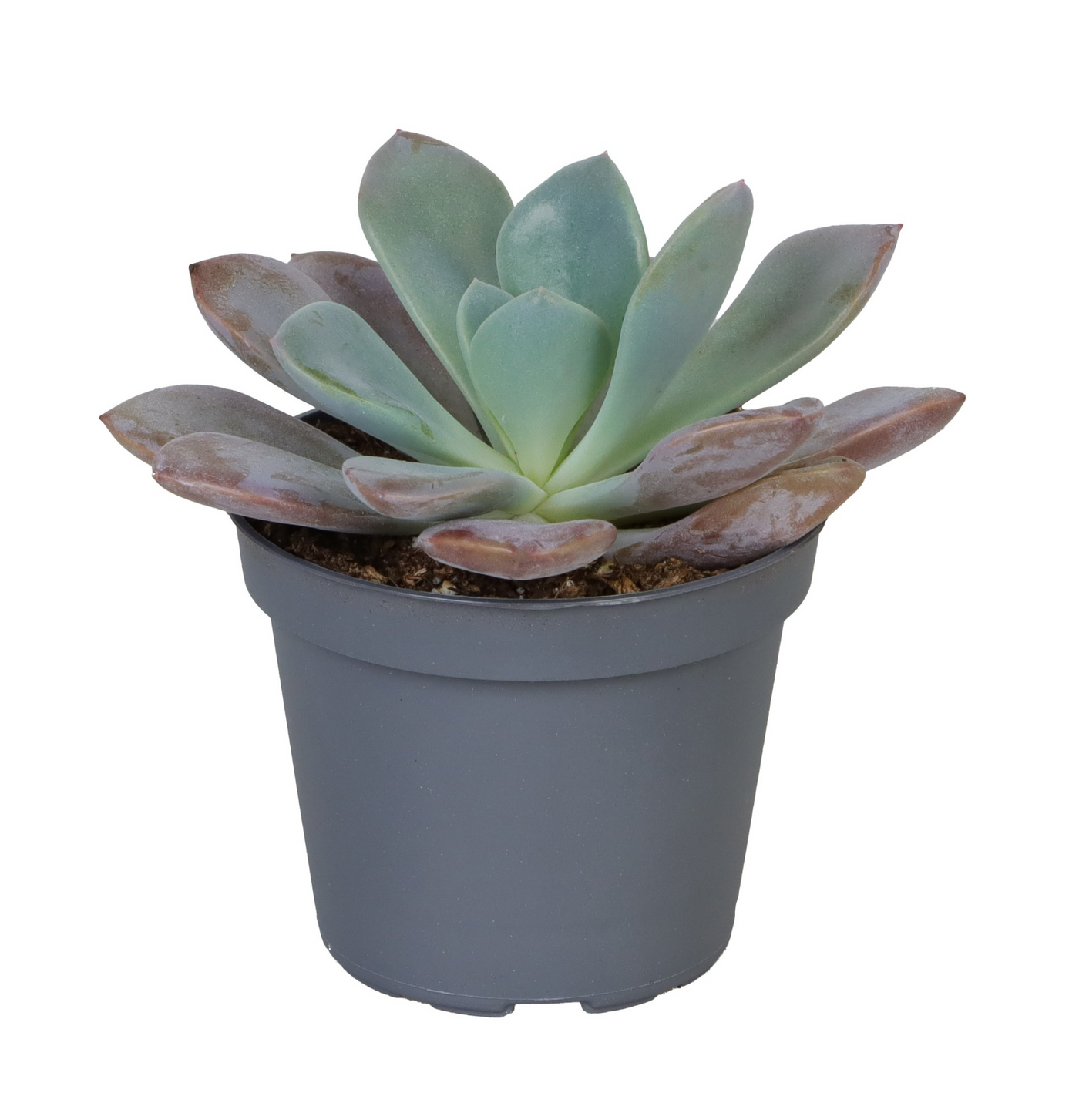 Planta naturala H10cm Echeveria Debbie PS6/ in pamant