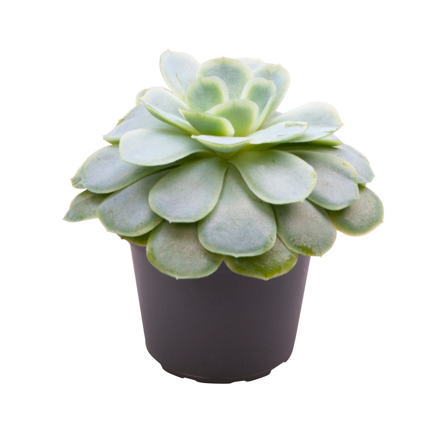 Planta naturala H10cm Echeveria elegans PS6/ in pamant