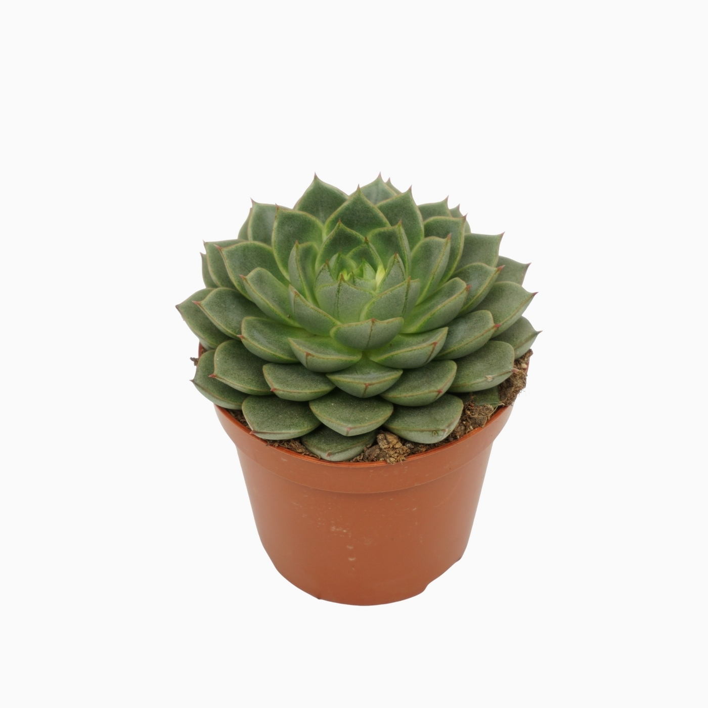 Planta naturala H10cm Echeveria fabiola PS8/ in pamant