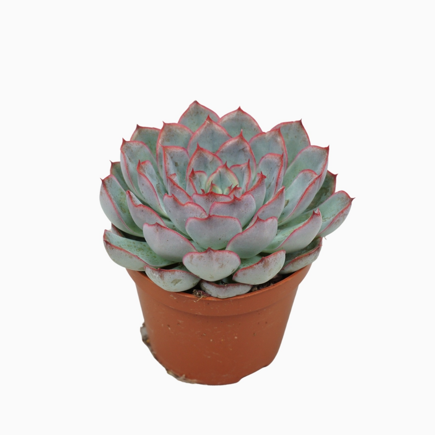 Planta naturala H10cm Echeveria 'Hercules' PS8/ in pamant