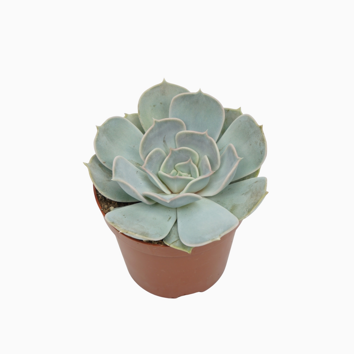 Planta naturala H10cm Echeveria lilacina PS8/ in pamant