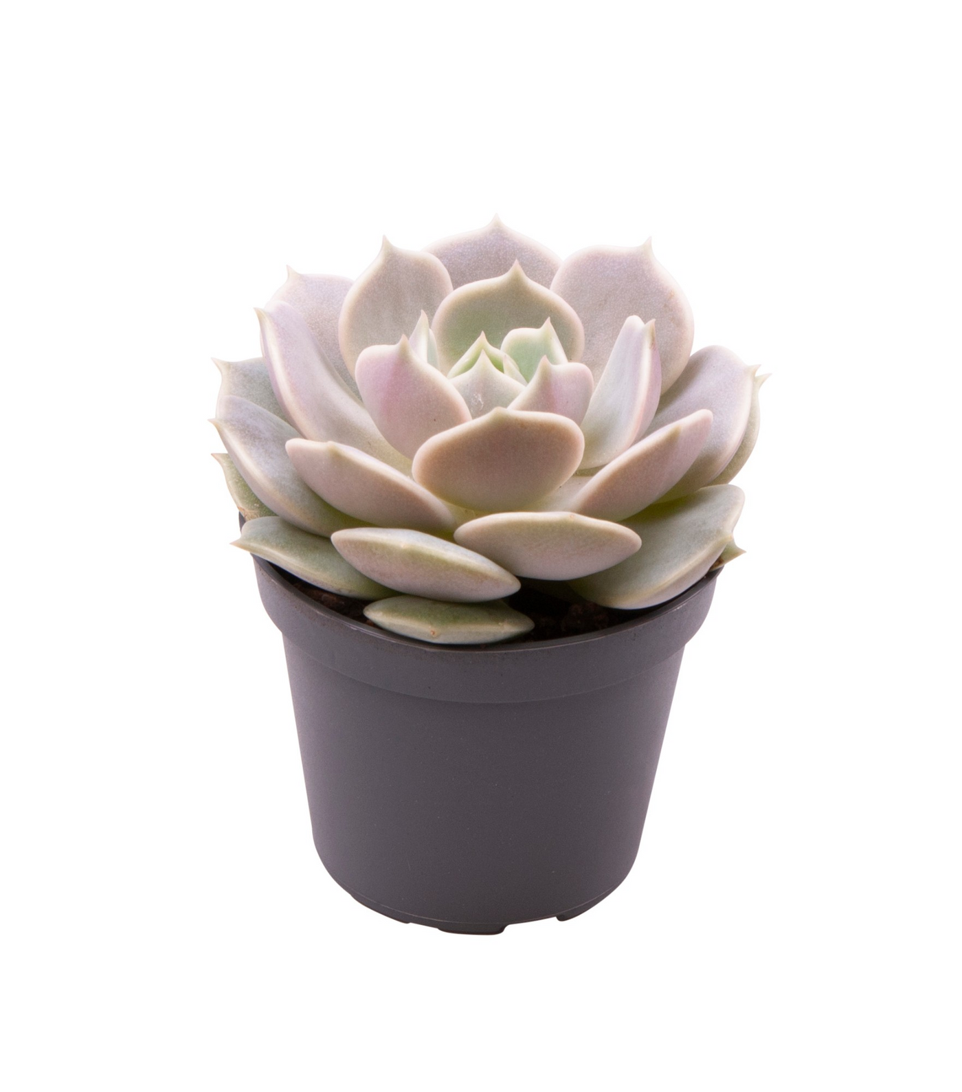 Planta naturala H10cm Echeveria Lola PS6/ in pamant