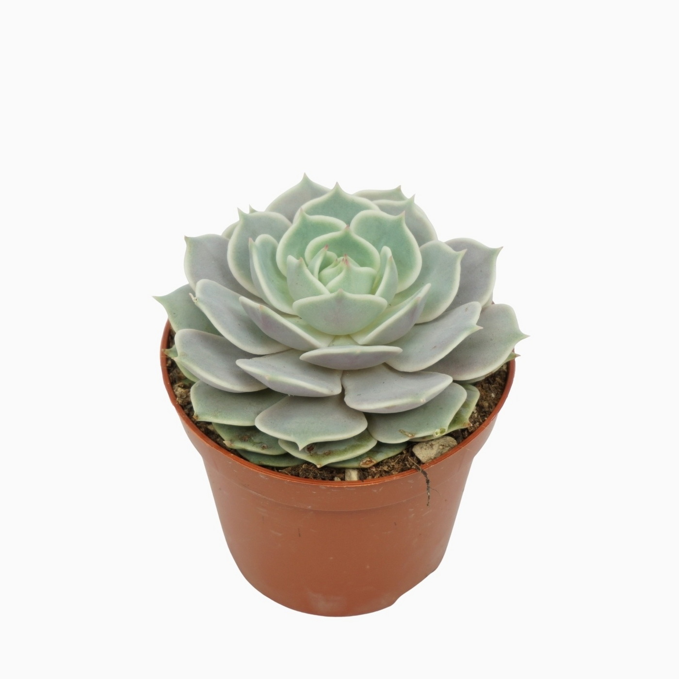 Planta naturala H10cm Echeveria lola PS8/ in pamant