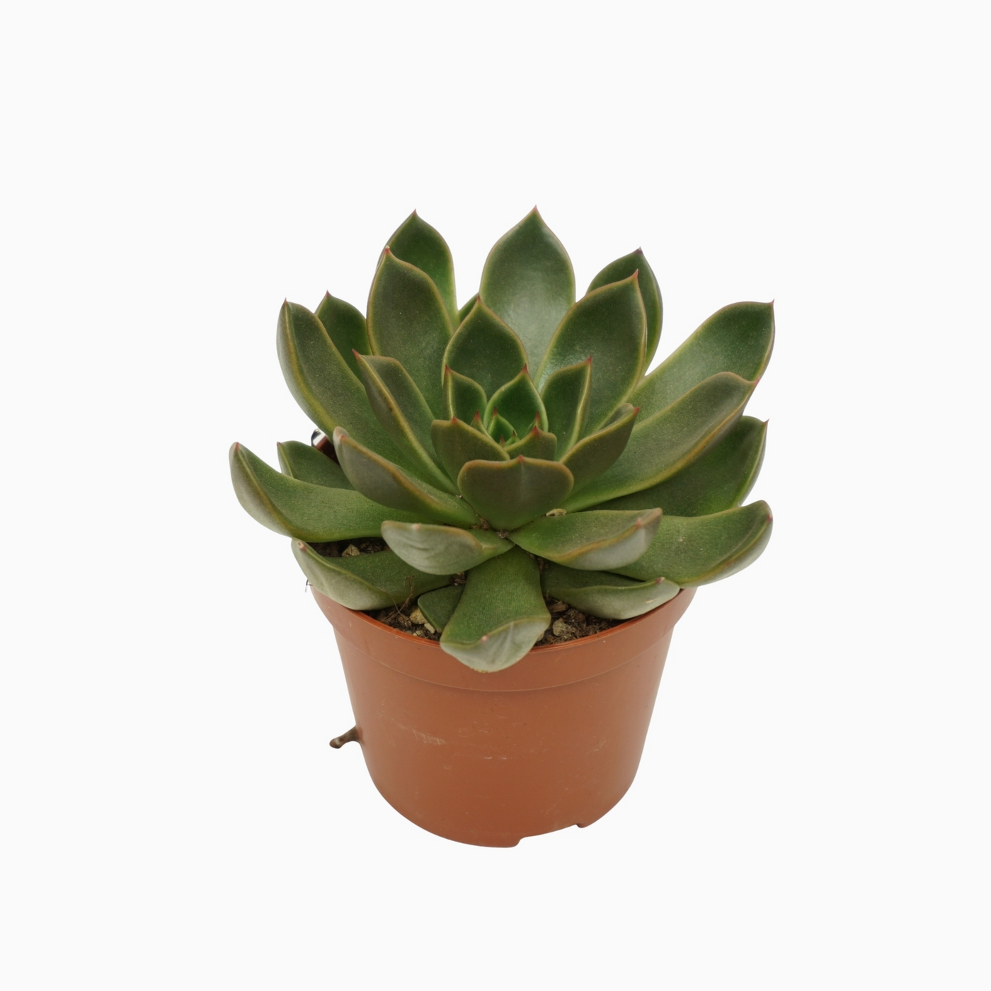 Planta naturala H10cm Echeveria 'Mira' PS8/ in pamant