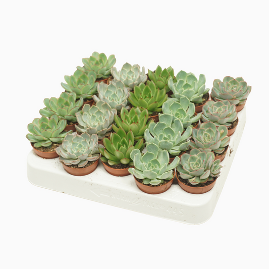 Planta naturala H10cm Echeveria mix PS5/ in pamant