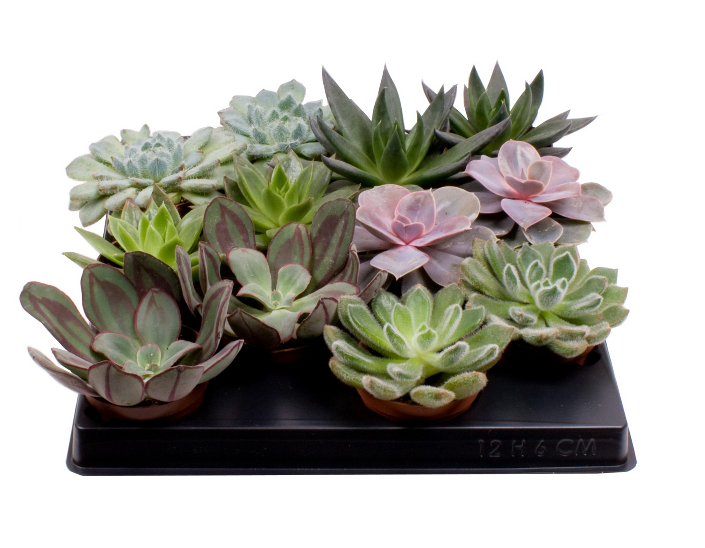 Planta naturala H10cm Echeveria mix PS6/ in pamant