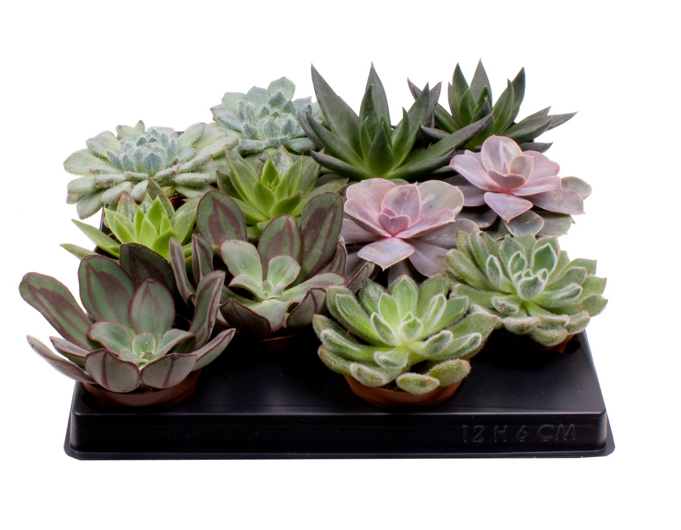 Planta naturala H10cm Echeveria Mix PS6/ in pamant