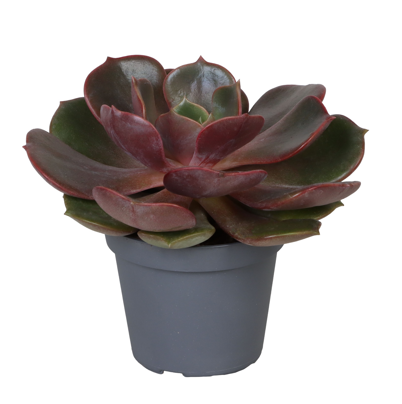 Planta naturala H10cm Echeveria Mont PS6/ in pamant