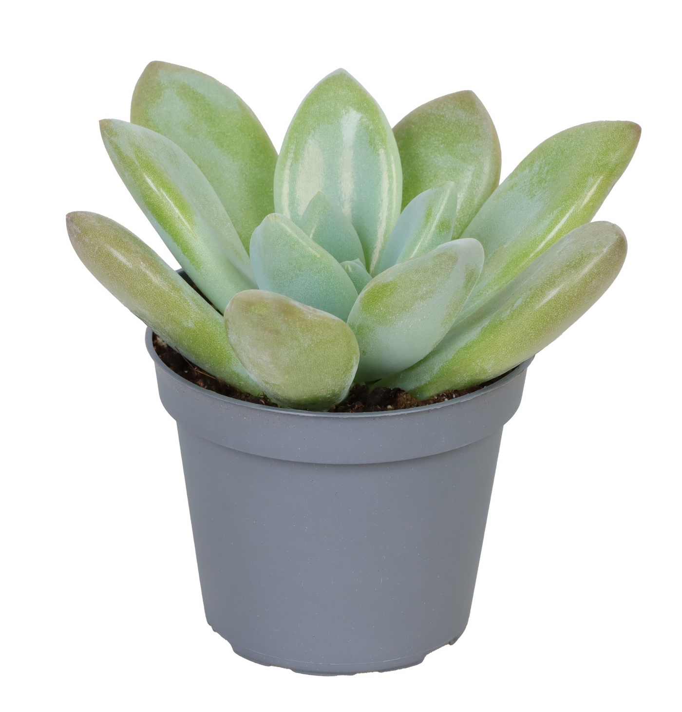 Planta naturala H10cm Echeveria Opalina PS6/ in pamant