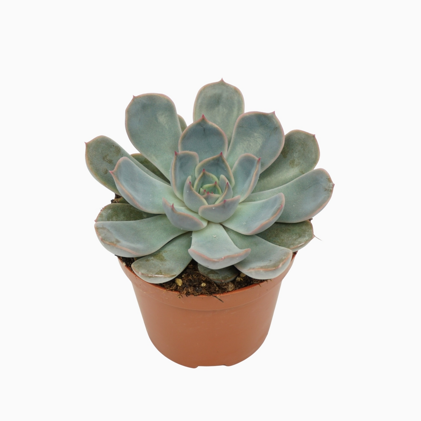 Planta naturala H10cm Echeveria 'Orion' PS8/ in pamant