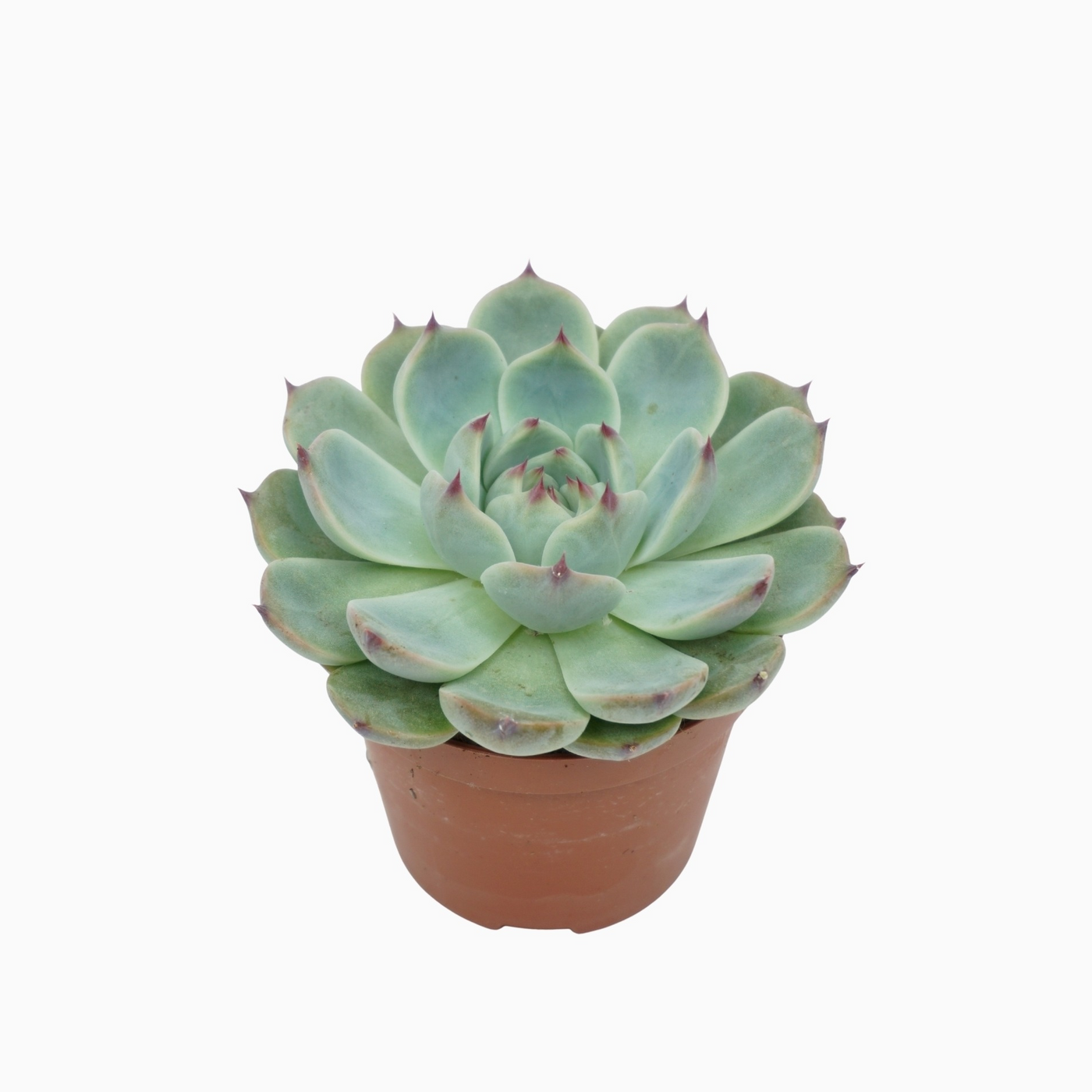 Planta naturala H10cm Echeveria parva lindsayana PS8/ in pamant
