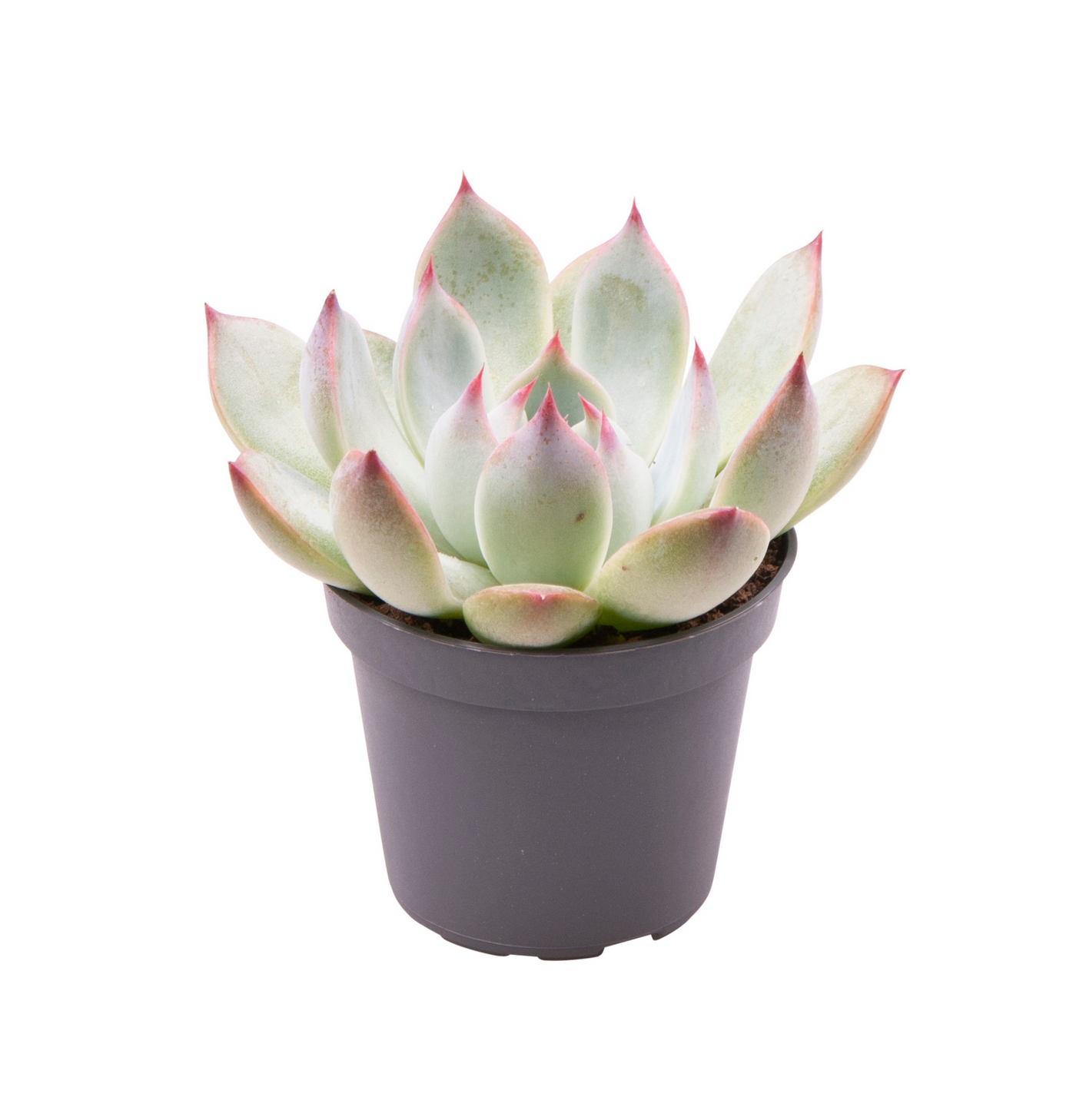 Planta naturala H10cm Echeveria Parva PS6/ in pamant