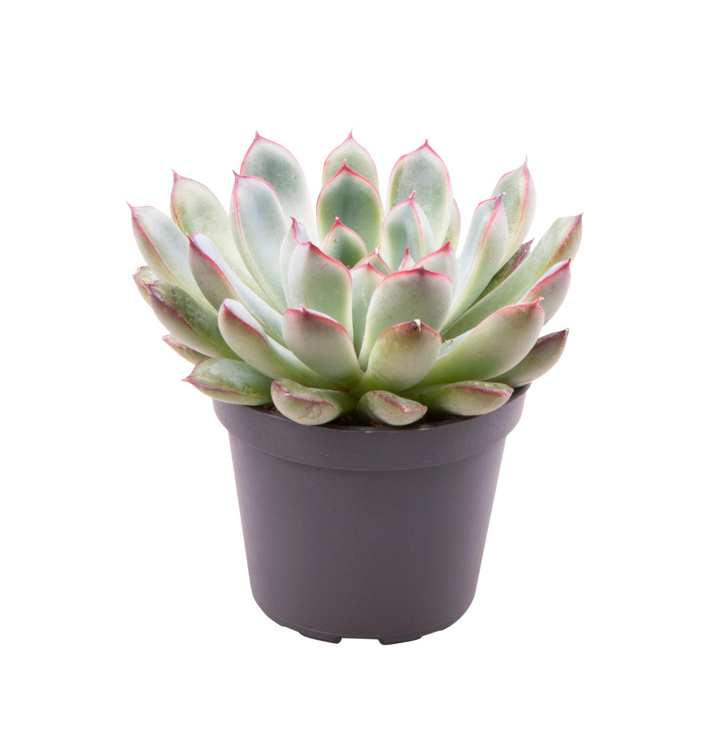 Planta naturala H10cm Echeveria pulidonis PS6/ in pamant