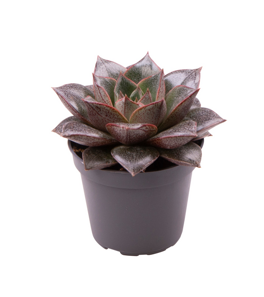 Planta naturala H10cm Echeveria Purpusorum PS6/ in pamant