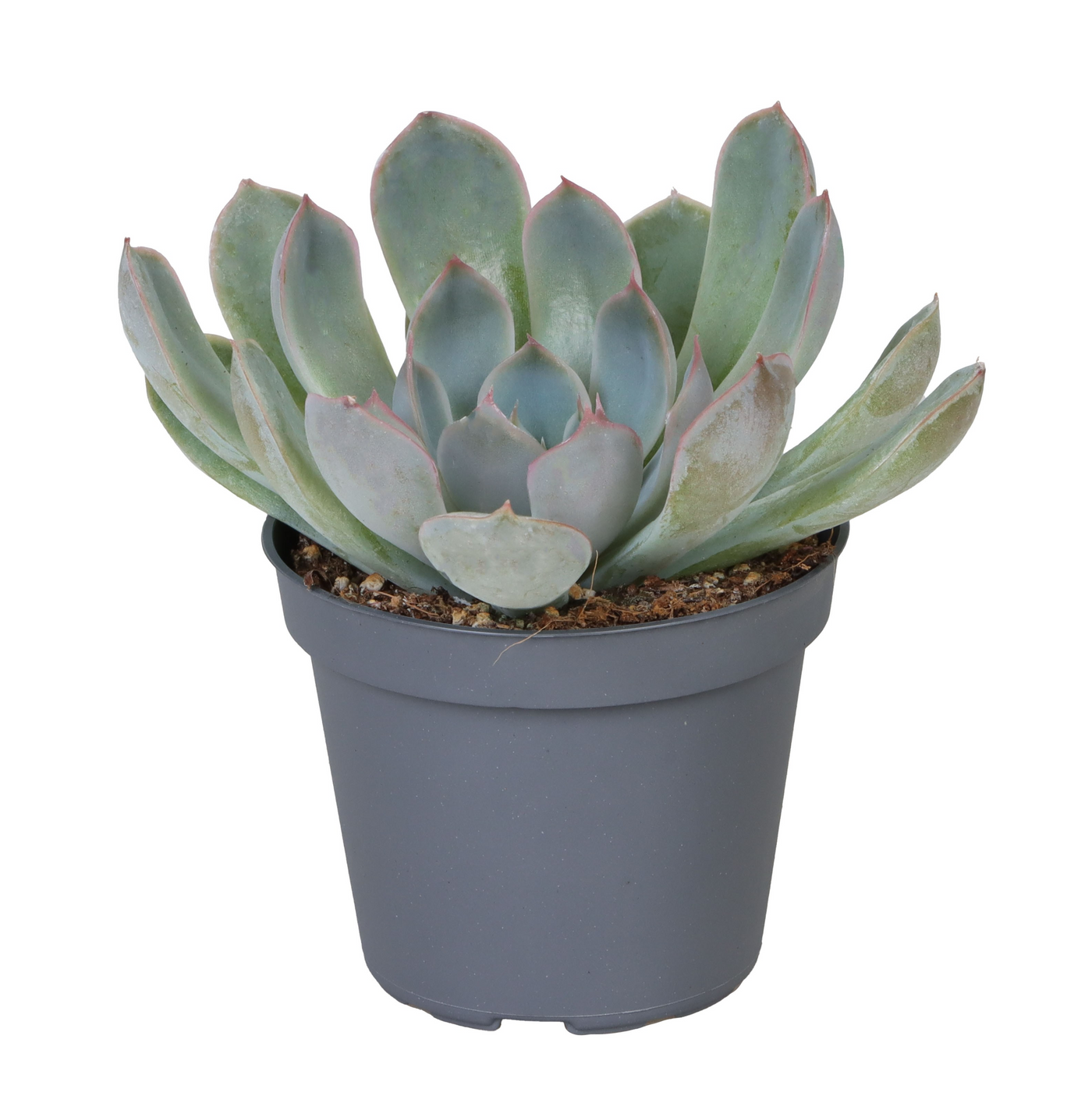 Planta naturala H10cm Echeveria runyonii 'Pink Edge' PS6/ in pamant