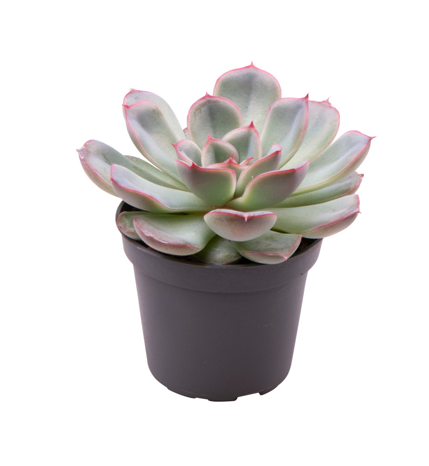 Planta naturala H10cm Echeveria Shira PS6/ in pamant