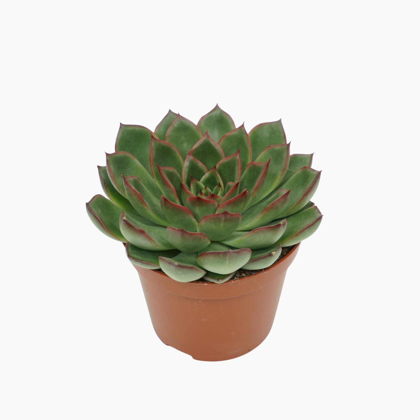 Planta naturala H10cm Echeveria skat PS8/ in pamant