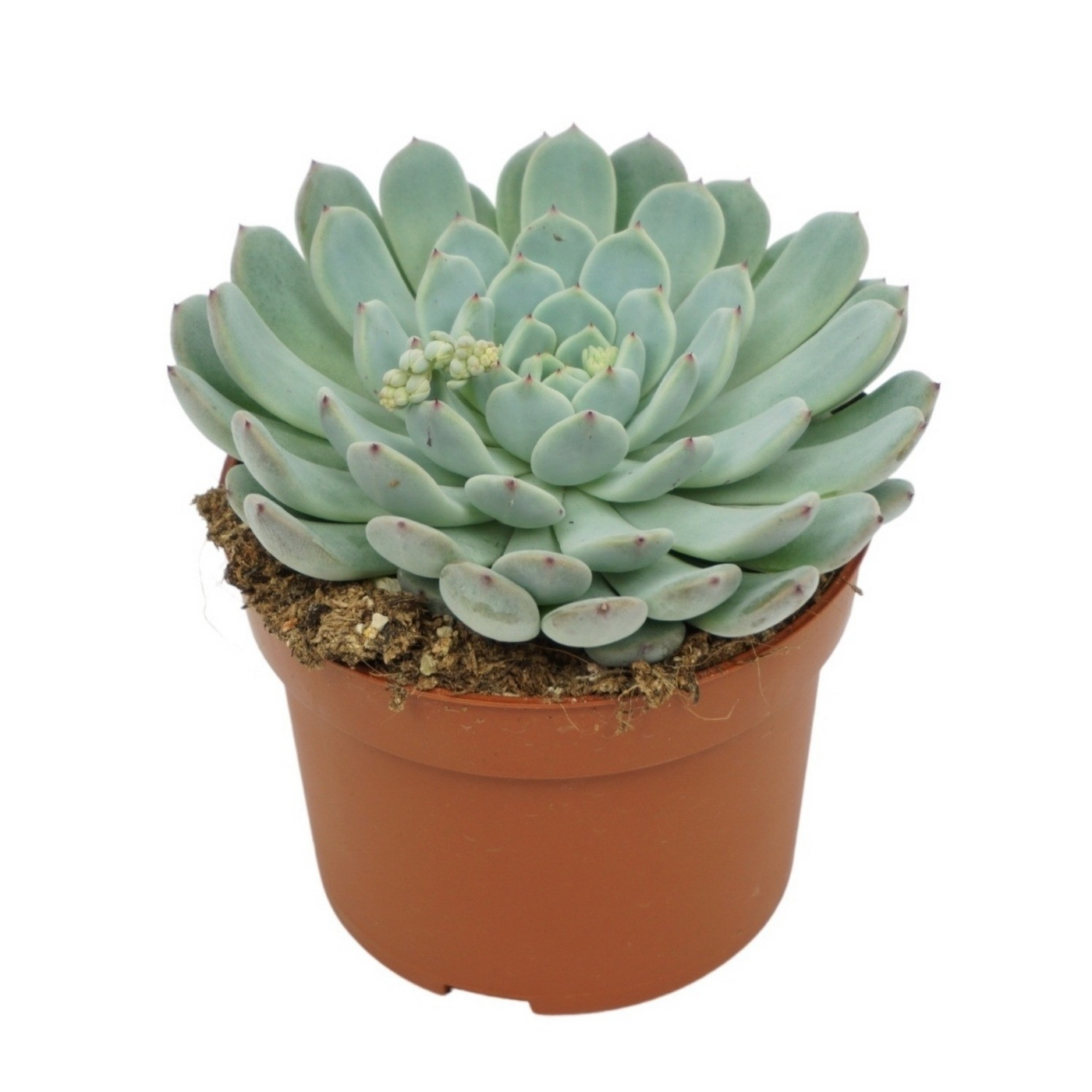 Planta naturala H10cm Echeveria texensis PS10/ in pamant