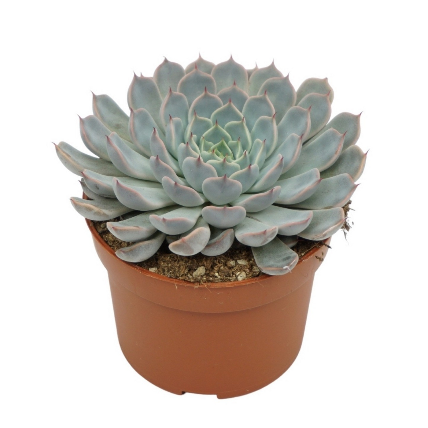 Planta naturala H10cm Echeveria texensis rosa PS10/ in pamant