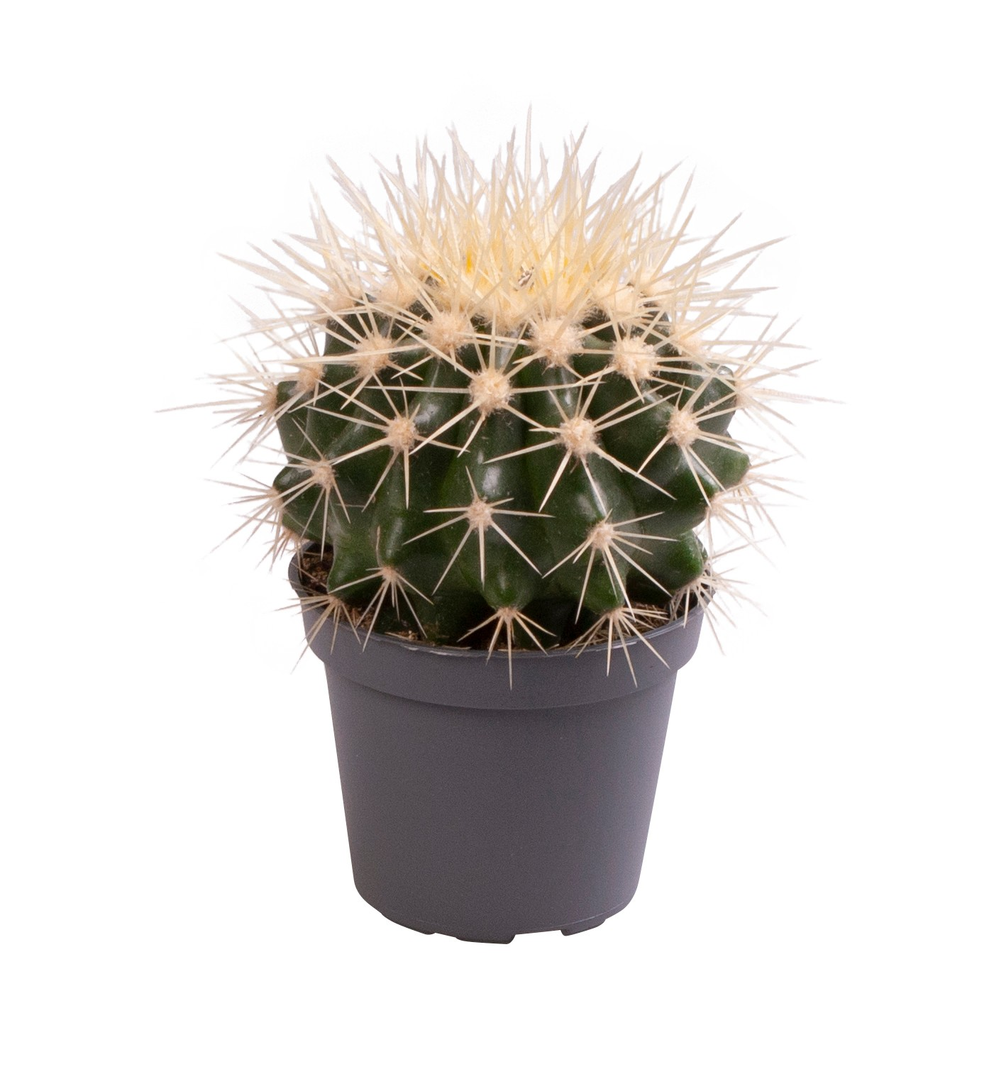 Planta naturala H10cm Echinocactus grusonii PS5/ in pamant
