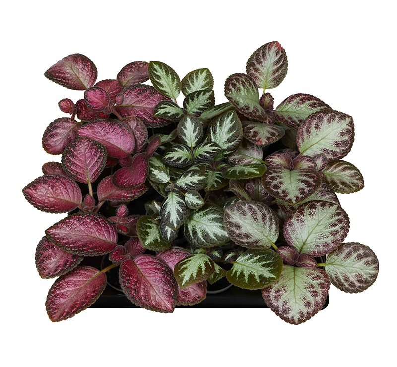 Planta naturala H10cm Episcia mix PS6/ in pamant
