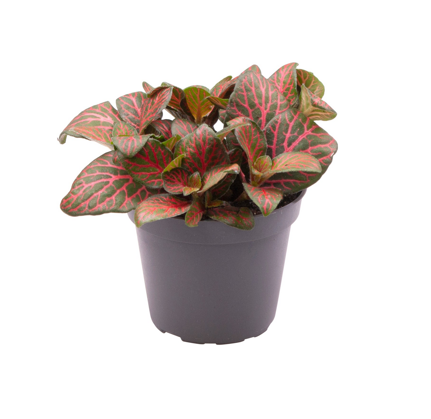 Planta naturala H10cm Fittonia Joly Josan PS6/ in pamant