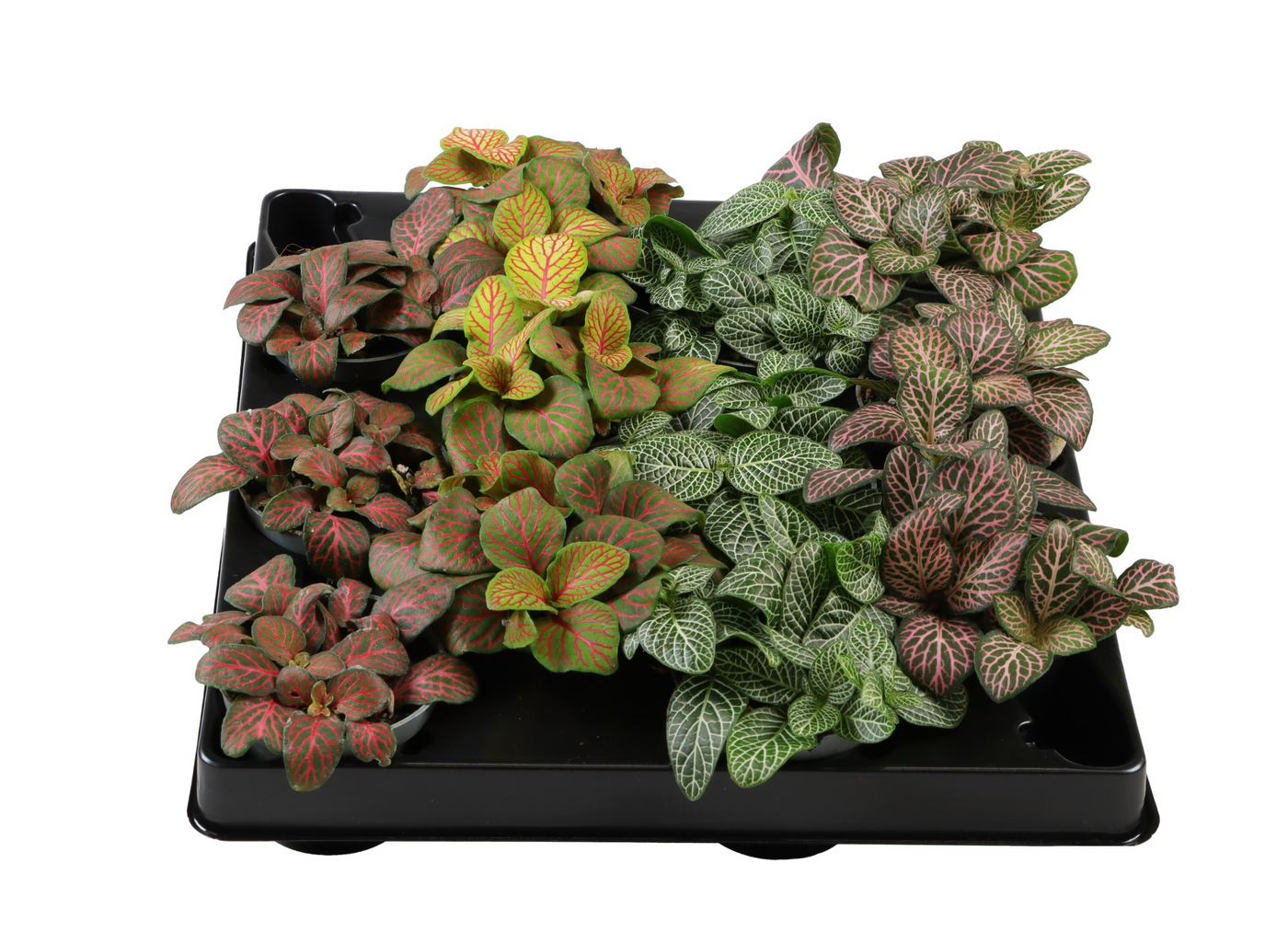 Planta naturala H10cm Fittonia Verschaffeltii mix PS6/ in pamant