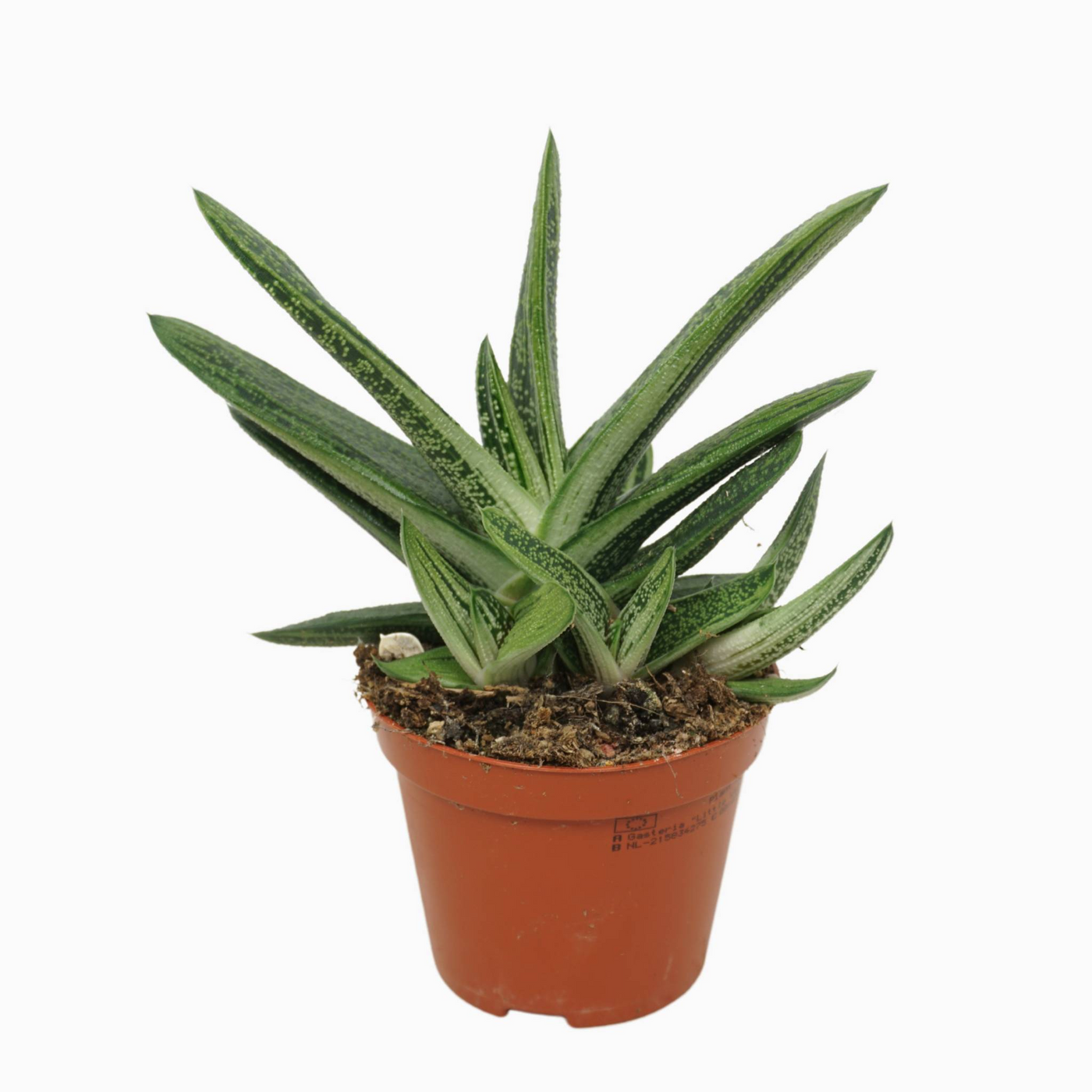 Planta naturala H10cm Gasteria 'Little Warty' PS8/ in pamant