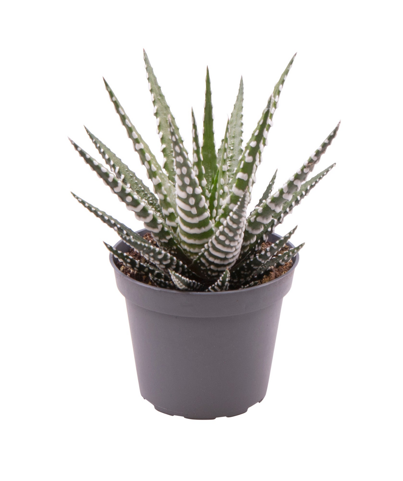 Planta naturala H10cm Haworthia fasciata 'Big Band' PS6/ in pamant