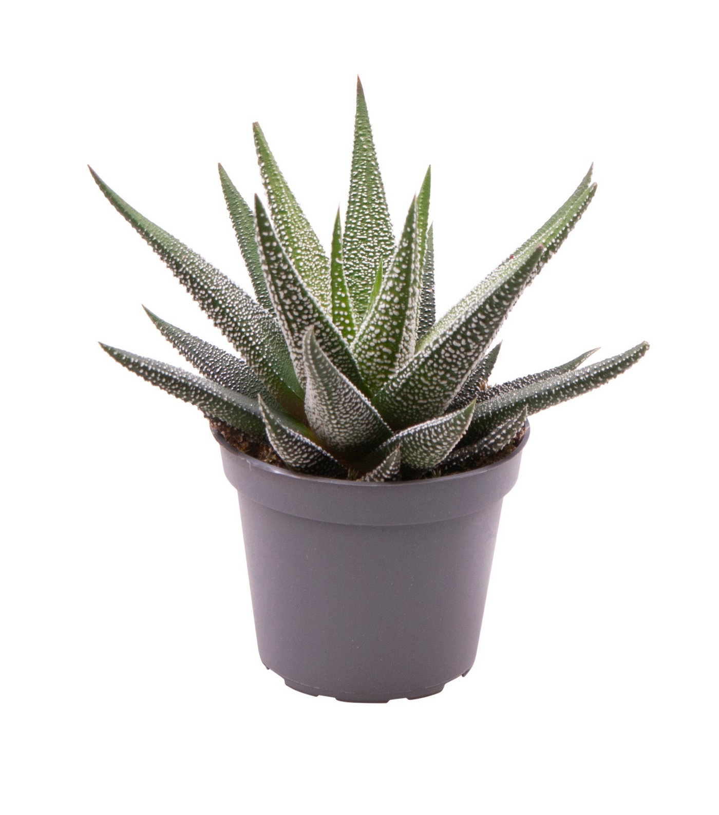 Planta naturala H10cm Haworthia fasciata 'Concolor' PS6/ in pamant