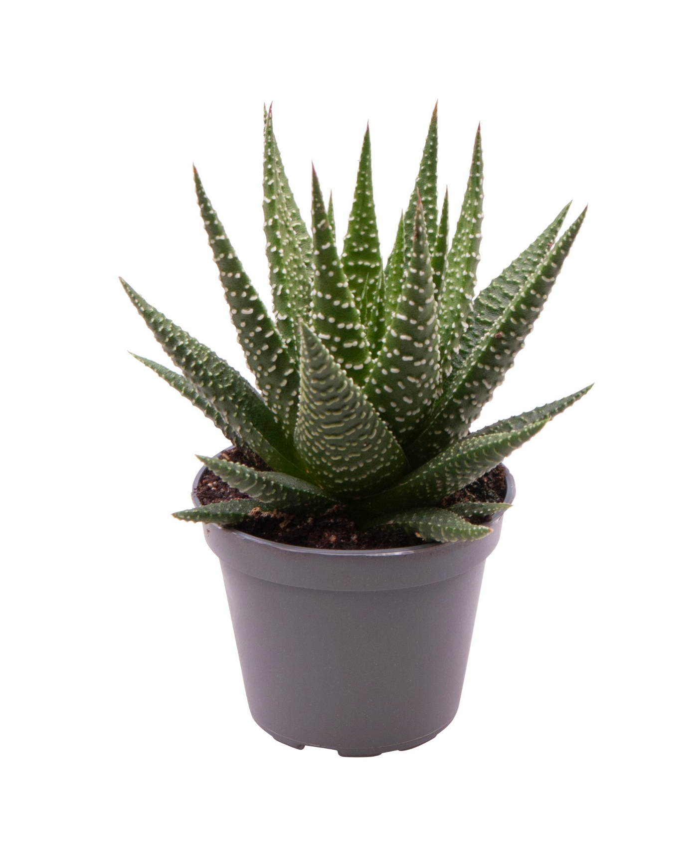 Planta naturala H10cm Haworthia Gasworthia PS6/ in pamant