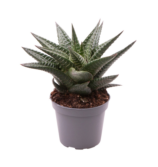 Planta naturala H10cm Haworthia limifolia PS6/ in pamant