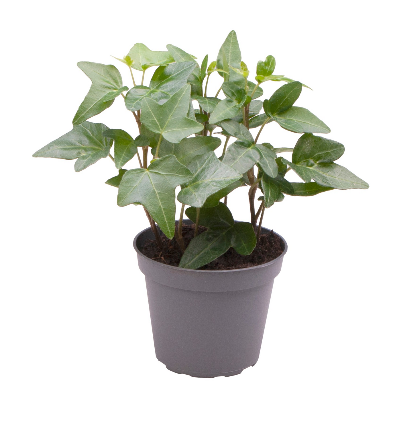Planta naturala H10cm Hedera Helix Green PS6/ in pamant