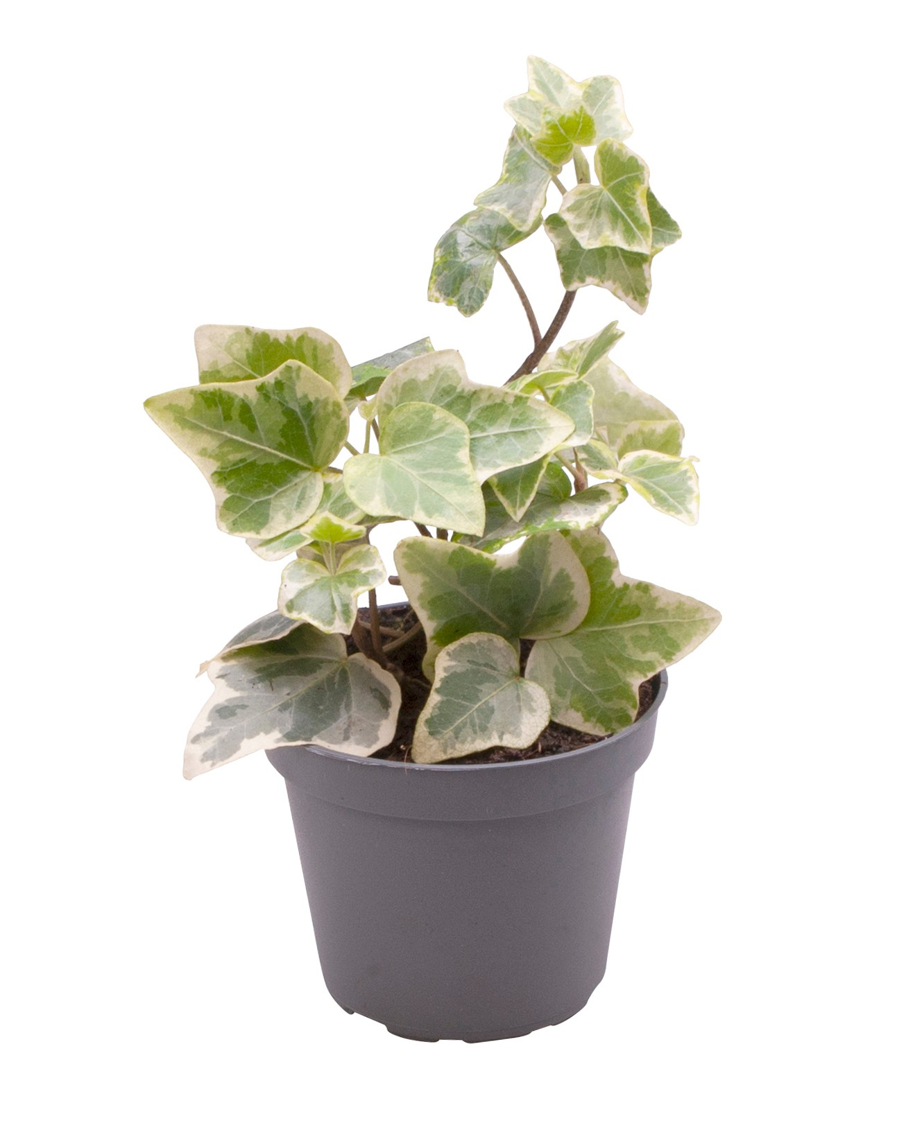 Planta naturala H10cm Hedera Helix Variegated PS6/ in pamant