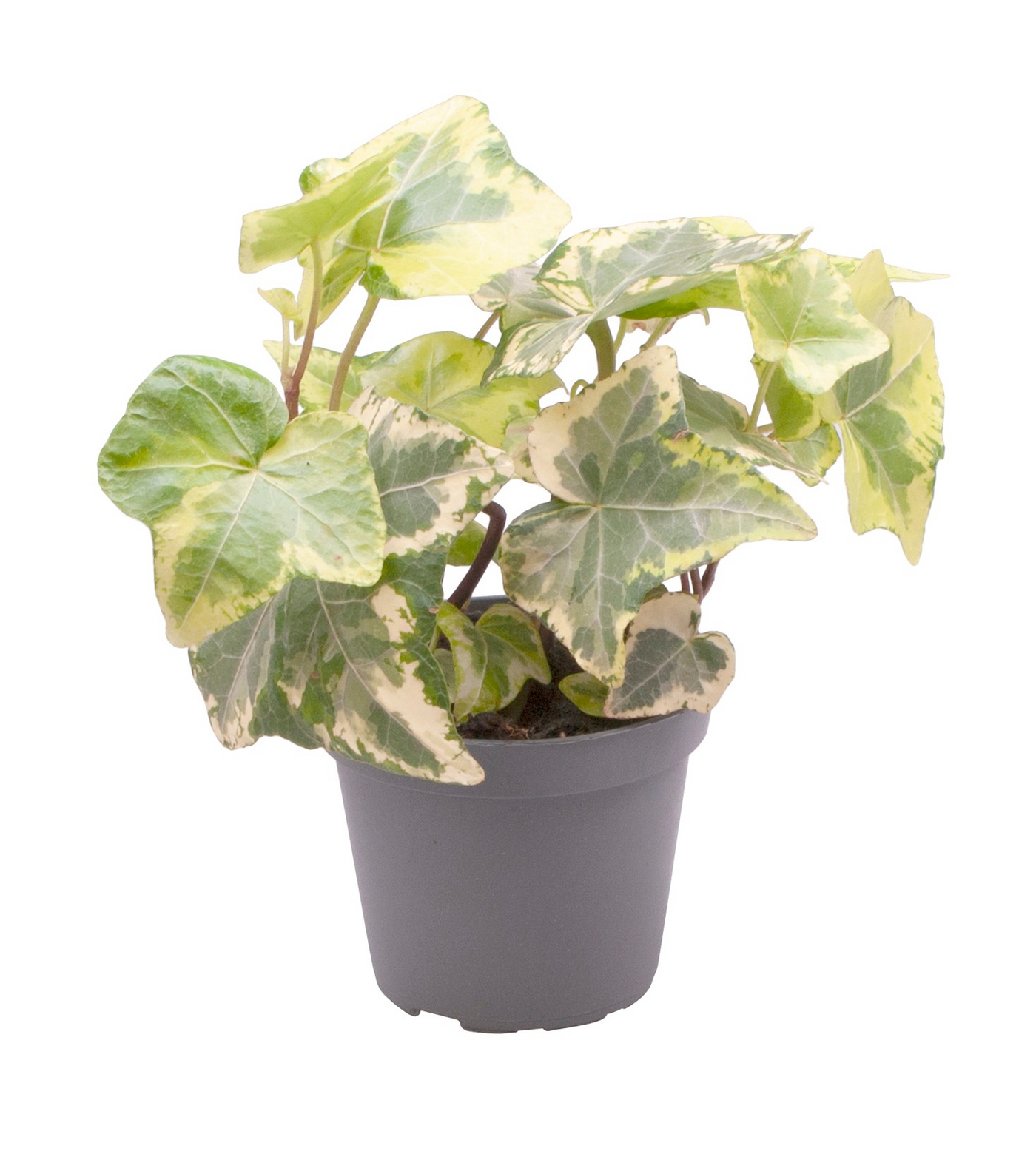 Planta naturala H10cm Hedera helix 'Yellow Ripple' PS6/ in pamant