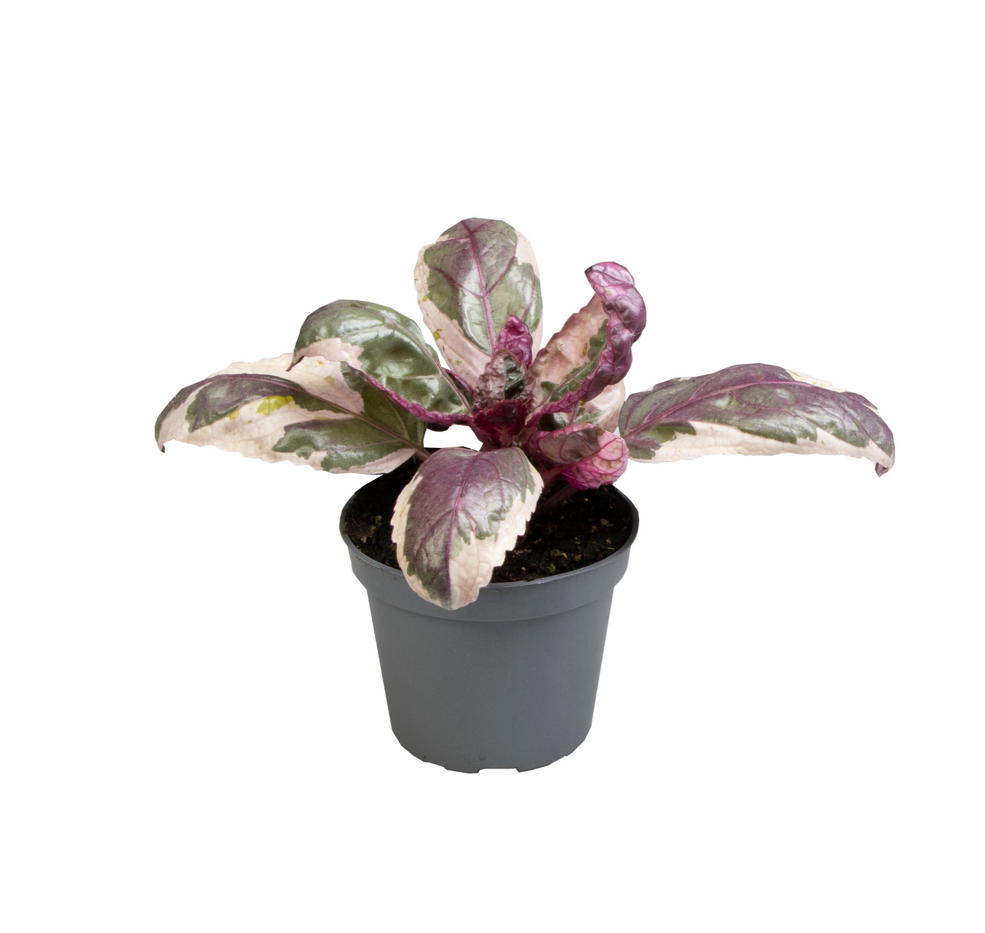 Planta naturala H10cm Hemigraphis Snow White PS6/ in pamant